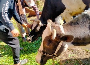 تحصين 150 ألف رأس ماشية ضد الجلد العقدي وجدري الأغنام والدواجن بكفر الشيخ