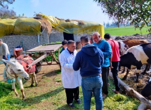 تحصين 80 ألف و 250 رأس ماشية ضد الحمى القلاعية والوادي المتصدع بكفرالشيخ