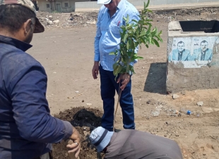 زراعة 1500 شجرة مثمرة بسيدي غازي بكفر الشيخ