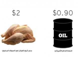 سعر كيلو الفراخ ضعف برميل الخام مع انهيار النفط عالمياً