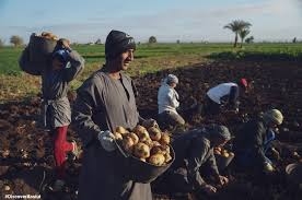 الكيلو بجنيه.. تدهور أسعار الخضروات يهدد المزارعين بالسجون