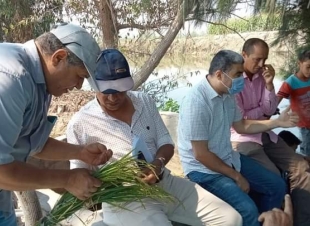زراعة كفر الشيخ: تنفيذ المدارس الحقلية للنهوض بمحصول الأرز والمحاصيل الصيفية