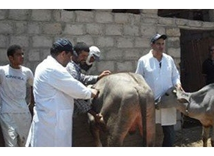 تحصين 45 ألف رأس ماشية بكفر الشيخ ضد مرض الجلد العقدى