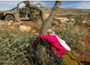 مواصلة المستوطنون بقطع أشجار الزيتون جنوب نابلس