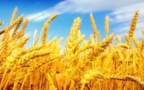 بدء تسليم القمح من المزارعين بسعر ٧٠٠ جنيه للاردب..