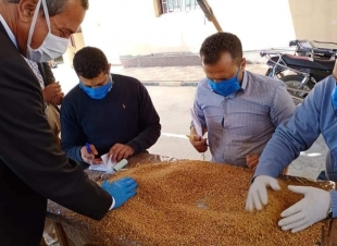 تموين كفرالشيخ.. تم توريد 18 مليون طن قمح من المزارعين