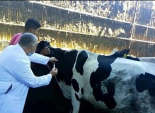 تحصين 250 ألف رأس ماشية ضد القلاعية بالمنوفية