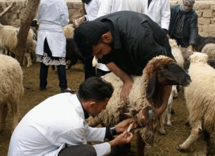 تحصين 11415 رأس غنم وماعز ضد مرض طاعون المجترات الصغيرة بكفر الشيخ