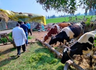 تحصين 217 ألف رأس ماشية  بكفر الشيخ