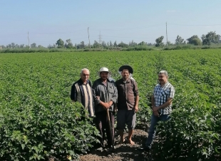 كفر الشيخ الأولى على مستوى الجمهورية بزراعة 107 ألف فدان بزيادة 22 ألف فدان عن العام الماضي