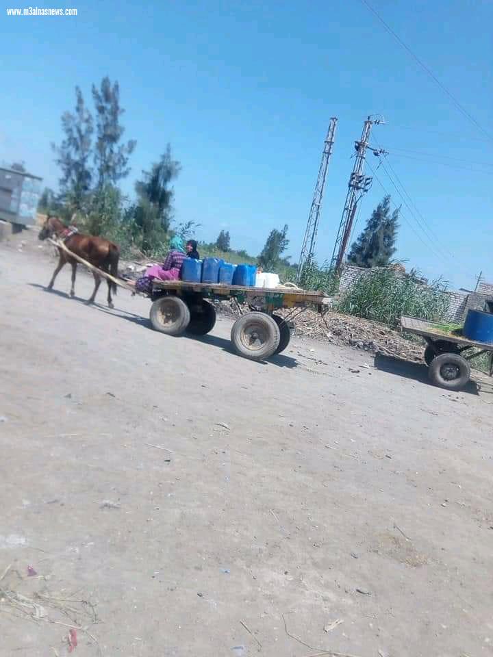 قادسية كفرالشيخ.. بدون مياه لأكثر من 15 يومًا.. والأهالى يستعينون بالجراكن وعربات الكارو