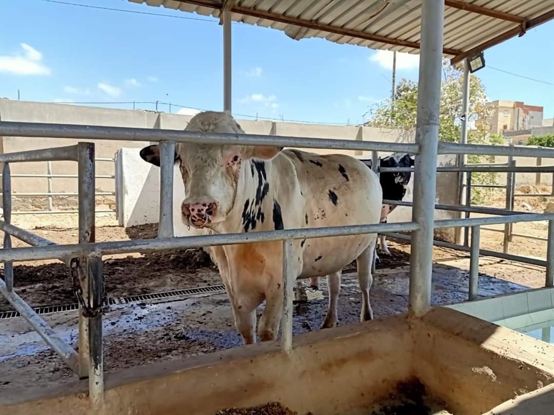 وزير الزراعة يوجه بضرورة الاهتمام بالتحسين الوراثى للماشية