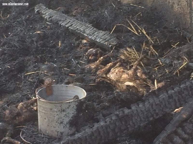 نفوق 6 آلاف دجاجة إثر حريق مزرعة بكفر الشيخ..