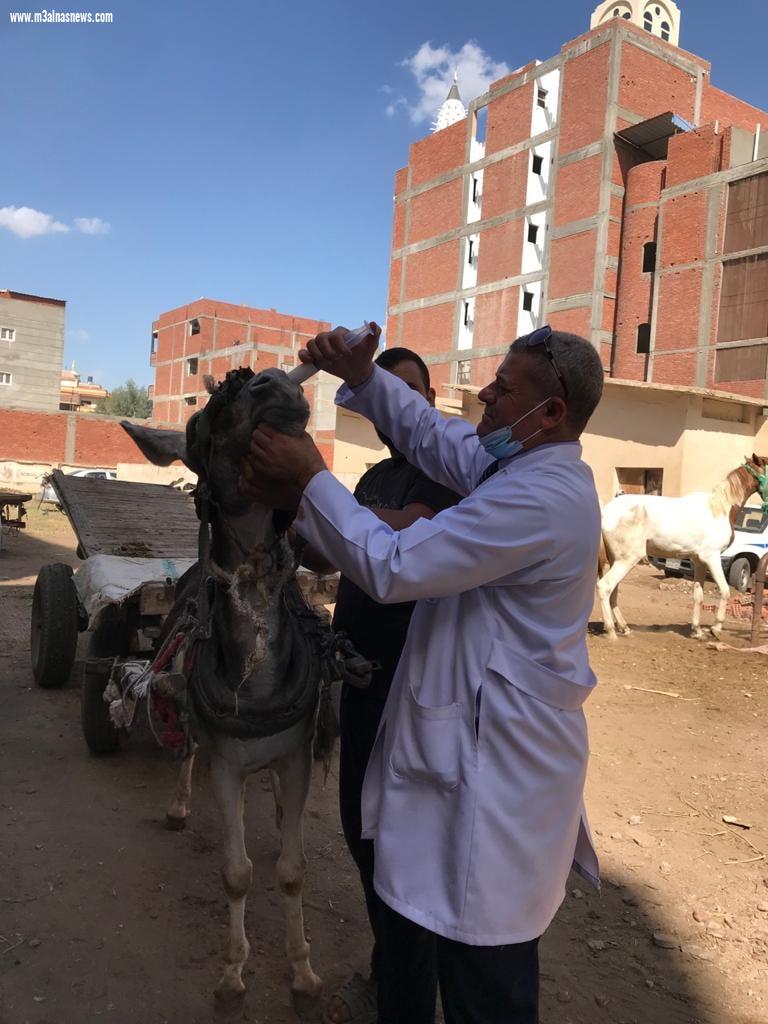 قافلة بيطرية بقرية الهياتم مركز المحلة