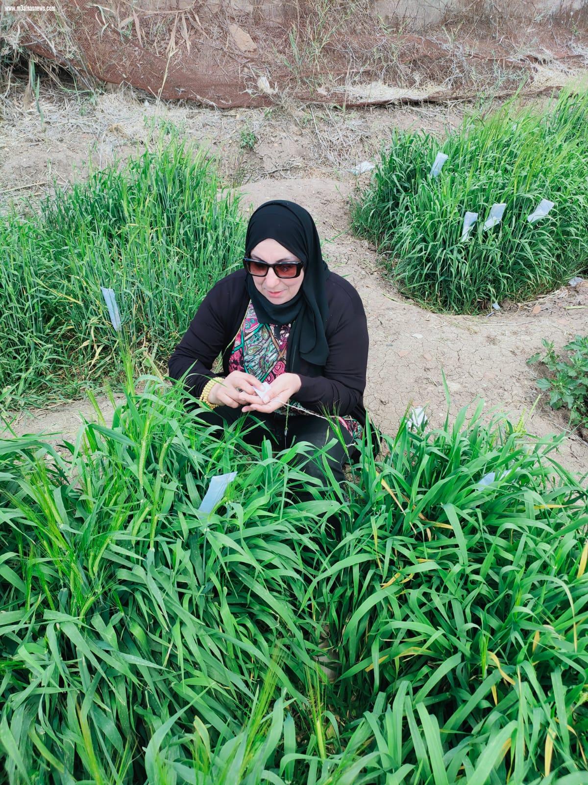 لأول مرة  فى تاريخ الوطن العربى ابنة كفر الشيخ الدكتورة سماح عبدالله مرعي تحكم سيطرتها على الصدارة فى المراكز العلمية عالمياً وافريقيا و محلياً