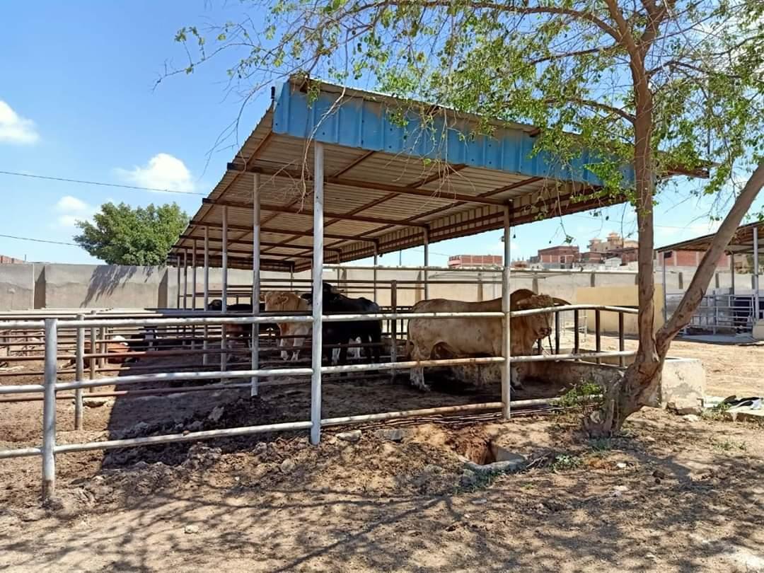 وزير الزراعة يوجه بضرورة الاهتمام بالتحسين الوراثى للماشية