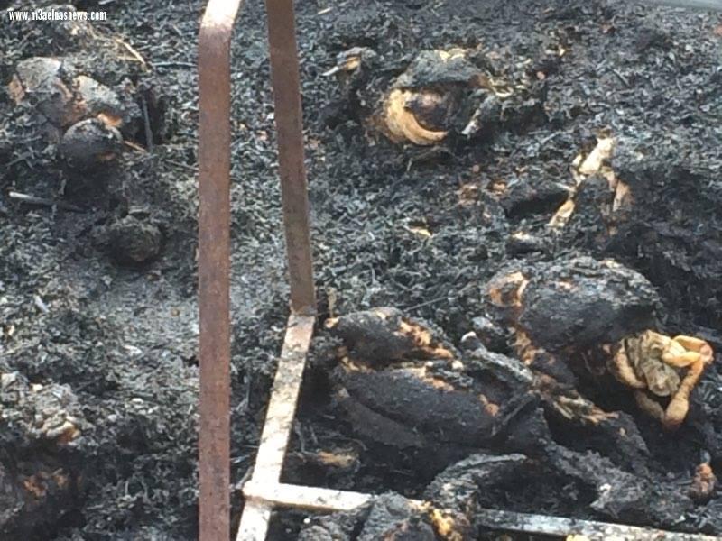 نفوق 6 آلاف دجاجة إثر حريق مزرعة بكفر الشيخ..