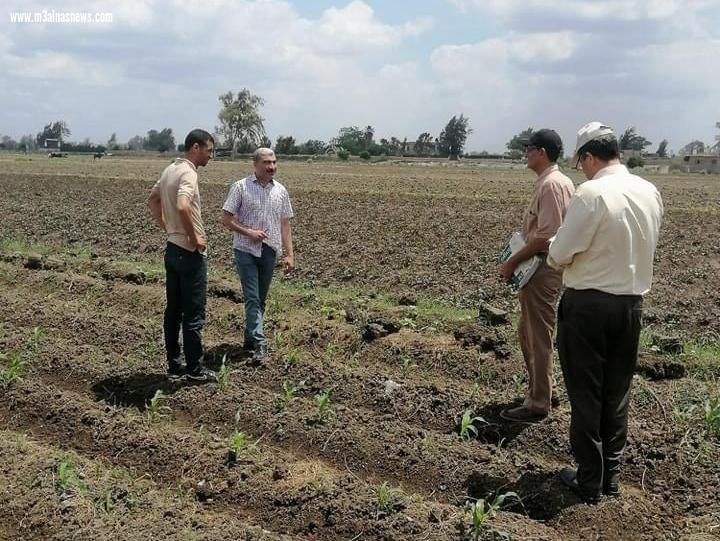 فعاليات البرنامج الإرشادى للنهوض بإنتاجية المحاصيل الصيفية بكفر الشيخ