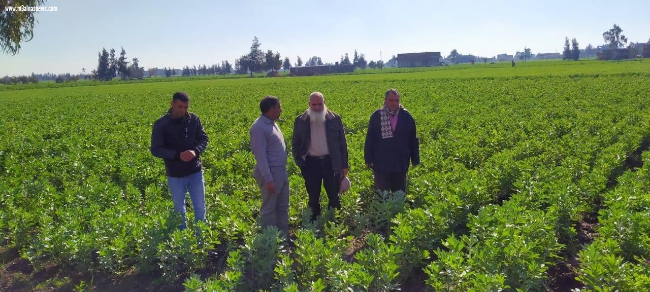 زراعة كفر الشيخ: ندوات إرشادية للمزارعين ويوم حقل لترشيد استخدام المياه