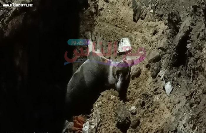 حى المطرية يشن حملة مكبرة للقضاء على الكلاب الضالة 