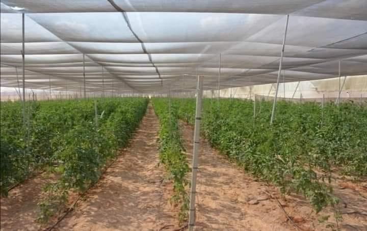 فتح منافذ لبيع المنتجات بأسعار مخفضه بالوادي الجديد