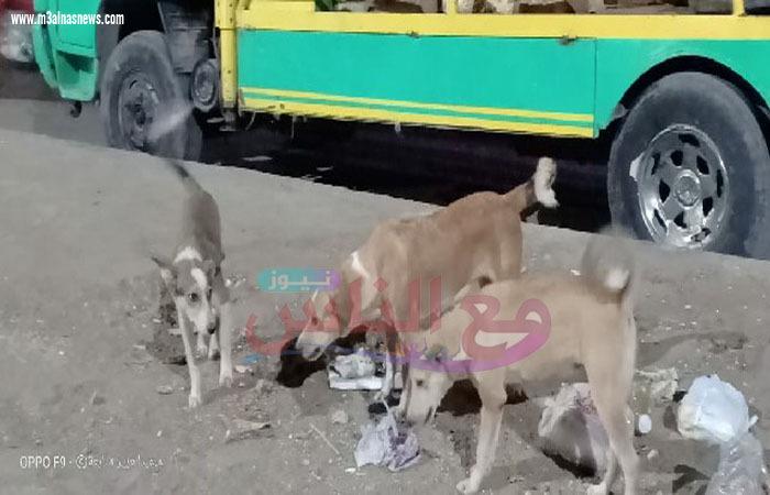 حى المطرية يشن حملة مكبرة للقضاء على الكلاب الضالة 
