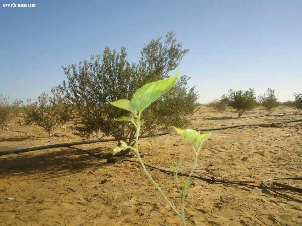 بالتعاون مع جامعة كفر الشيخ والريف المصرى.. إنشاء أكبر مدينة زراعية/ صناعية متكاملة على مساحة 5 آلاف فدان بمطروح