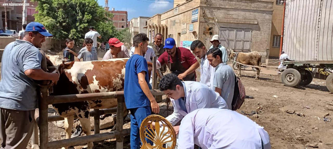 توقيع الكشف الطبى وتقديم العلاجات اللازمة لجميع الحيوانات والطيور بالمجان بقلين