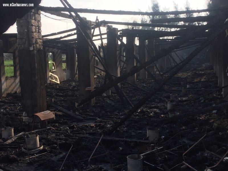 نفوق 6 آلاف دجاجة إثر حريق مزرعة بكفر الشيخ..