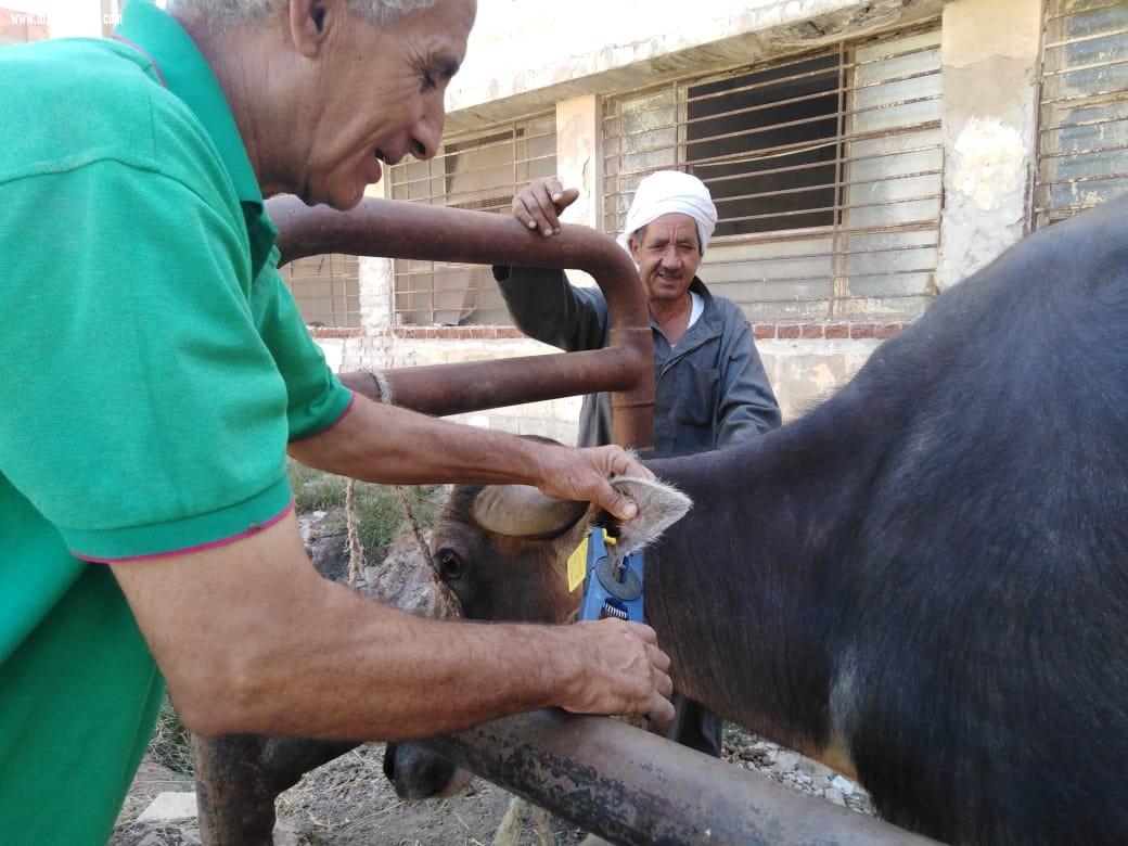 قافلة بيطرية بقرية الهياتم مركز المحلة