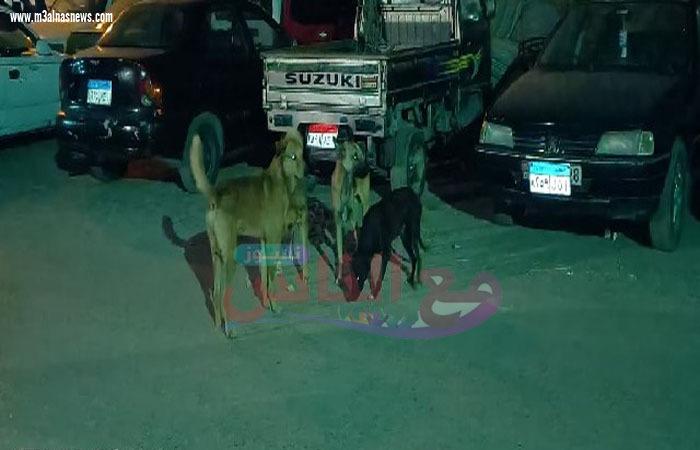 حى المطرية يشن حملة مكبرة للقضاء على الكلاب الضالة 