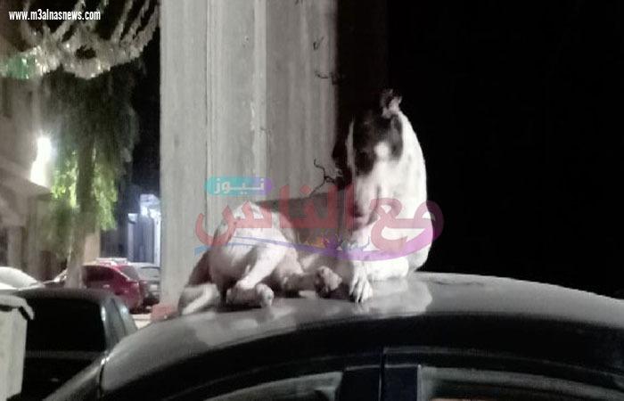 حى المطرية يشن حملة مكبرة للقضاء على الكلاب الضالة 