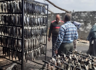 ضبط 13 طن رنجة فاسدة بمصنع غير مُرخص بسيدي سالم فى كفرالشيخ