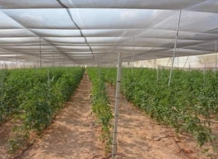 فتح منافذ لبيع المنتجات بأسعار مخفضه بالوادي الجديد