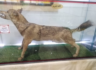   وفد كلية زراعة فرع الأزهر بمحافظة أسيوط في زيارة للمتحف العلمي للأحياء  بمدرسة زراعة كفر الشيخ