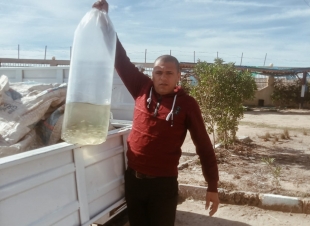  ضبط سيارتين محملة ب 12700وحدة زريعة بكفر الشيخ واعادة ضخها ببحيرة البرلس