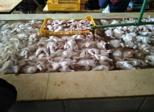 ضبط 2 طن دواجن مذبوحة خارج المجزر وحملات مكثفة بالمدن بأسواق كفر الشيخ